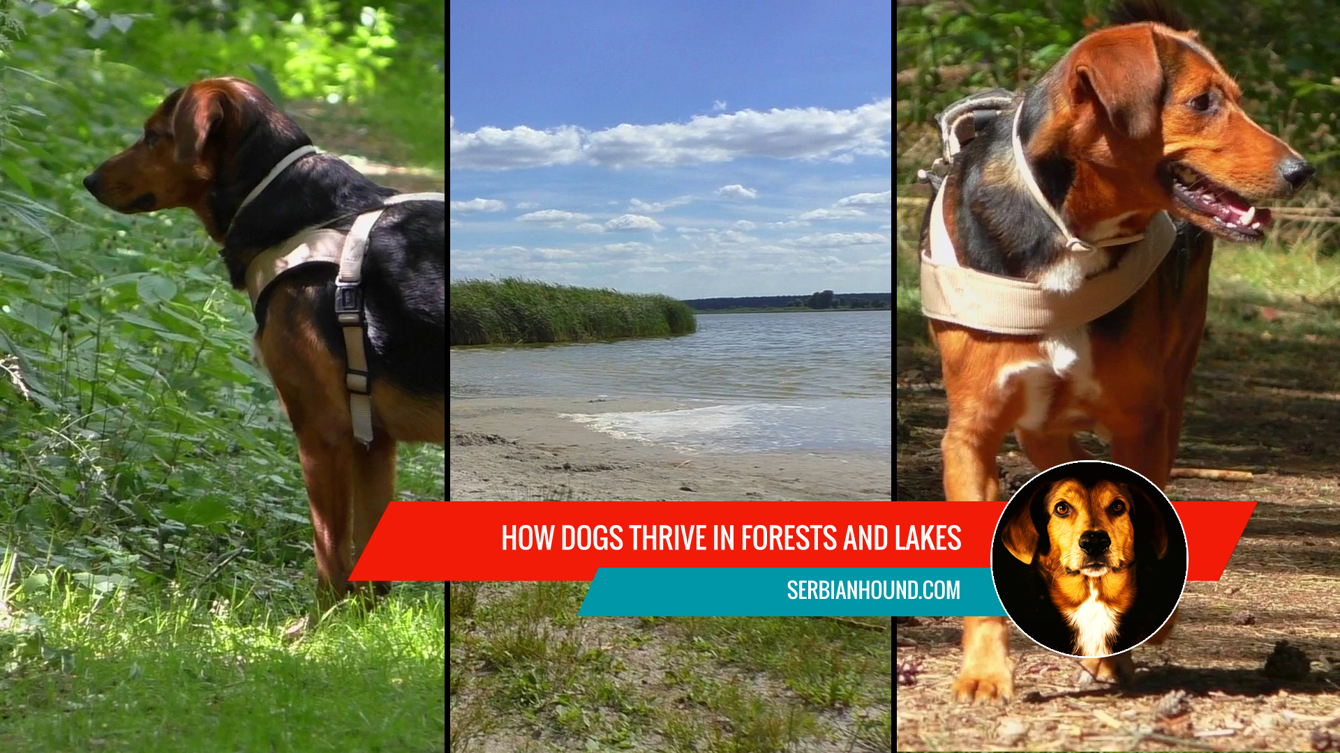 How Dogs Thrive in Forests and Lakes