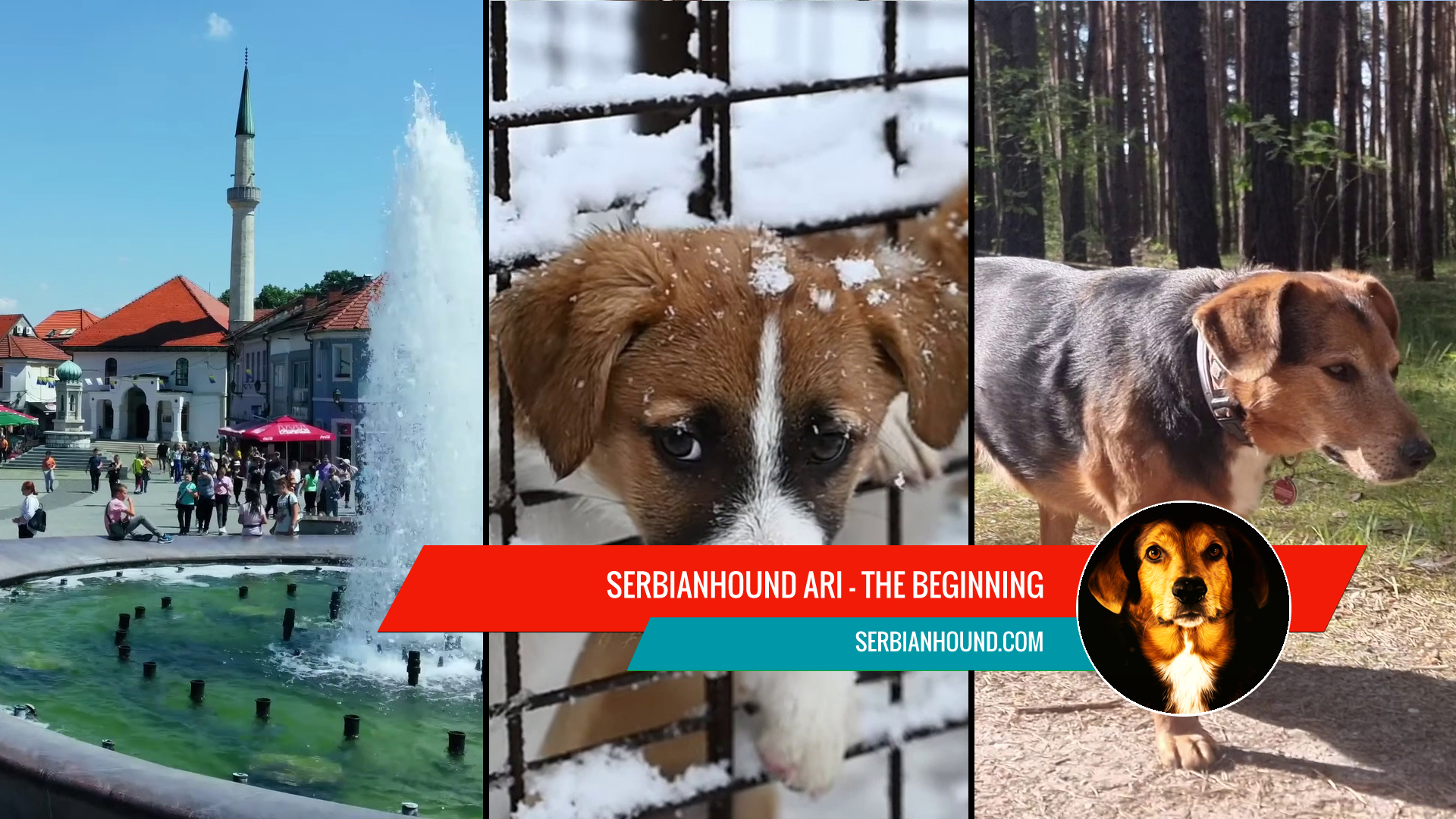Videothumb - Ari - Serbianhound, the beginning